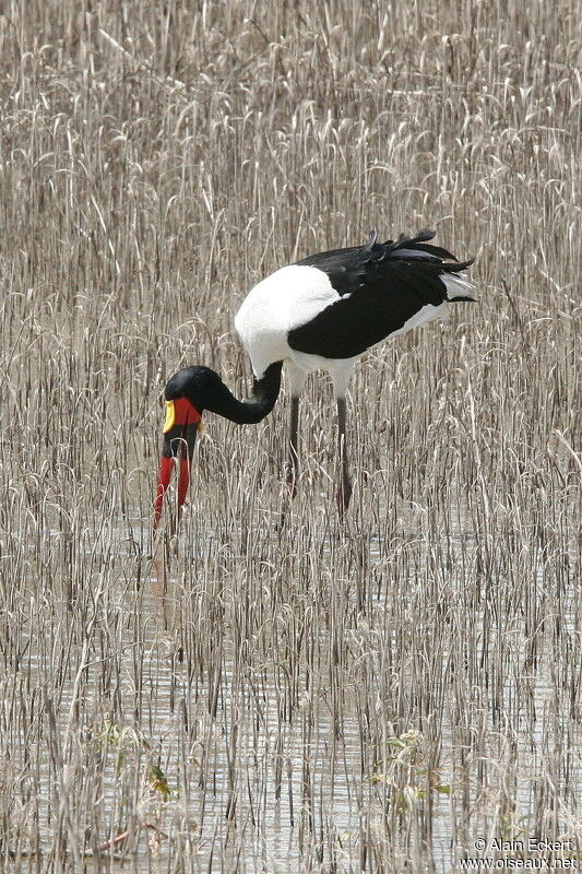 Saddle-billed Stork