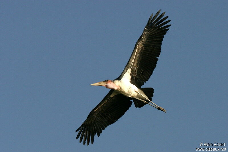 Marabou Stork