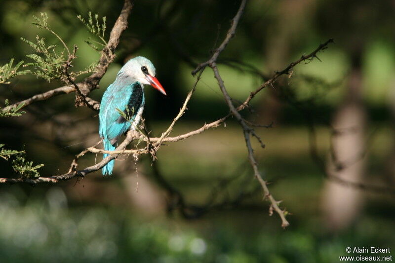 Woodland Kingfisher