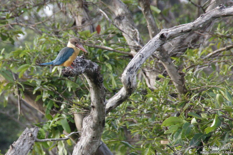 Stork-billed Kingfisher