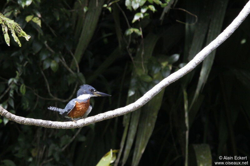 Ringed Kingfisher