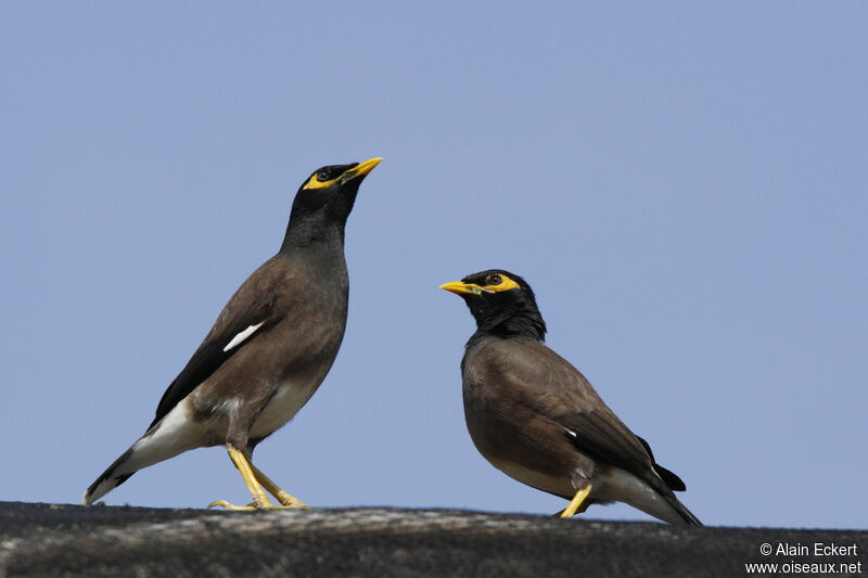 Common Myna