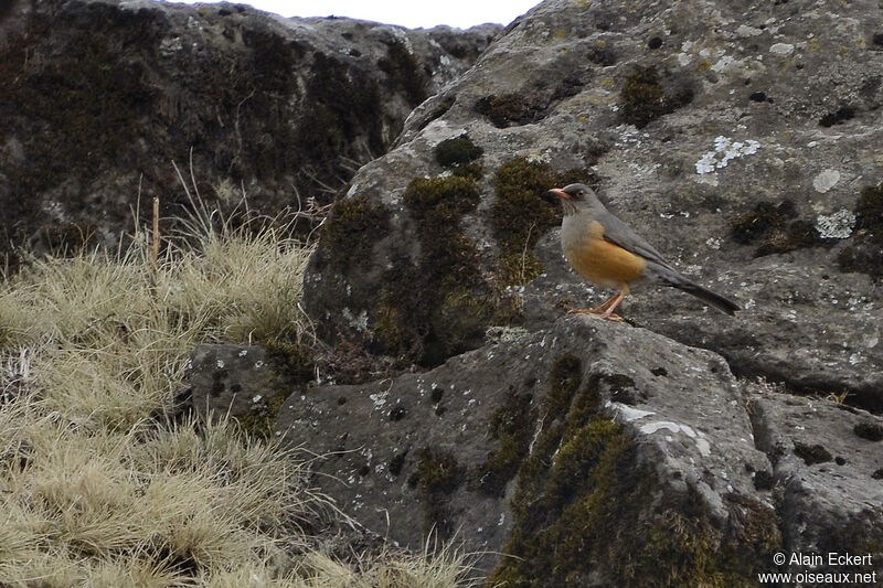 Merle abyssinienadulte, habitat, pigmentation