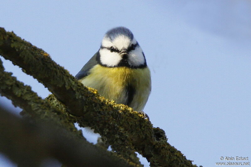 Mésange bleue