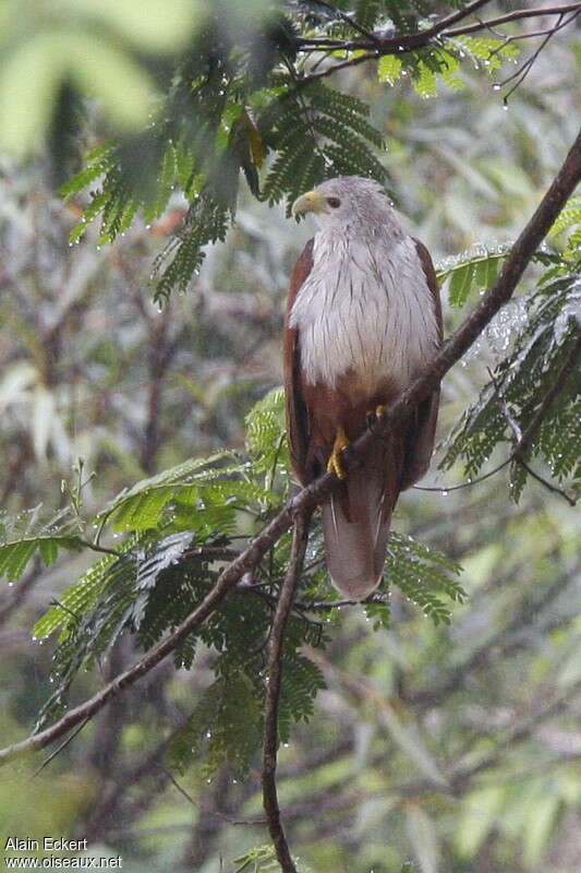 Brahminy Kiteadult, identification