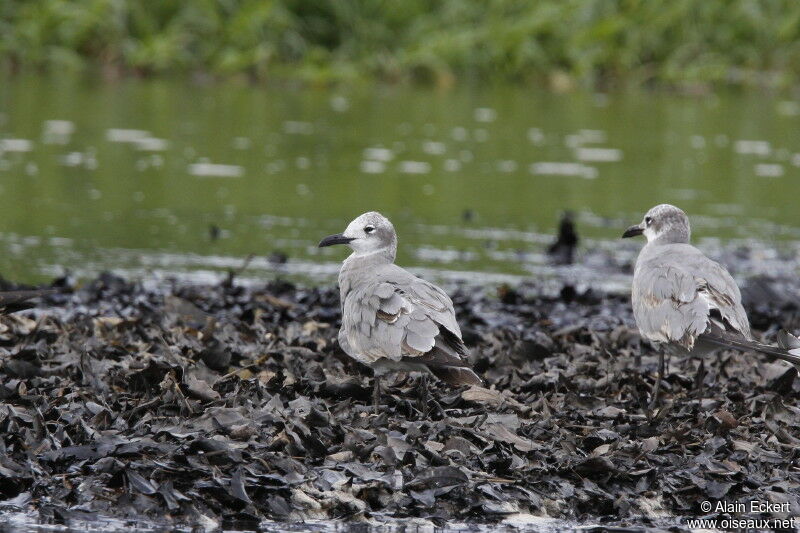 Laughing Gulljuvenile