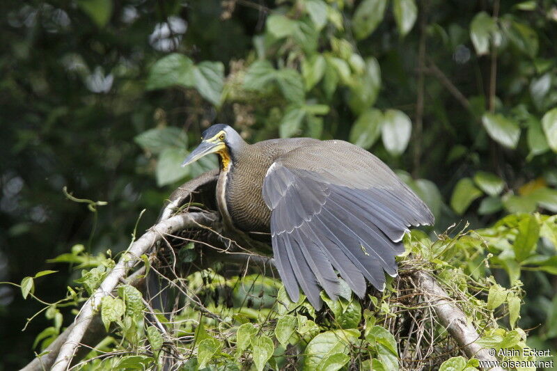 Bare-throated Tiger Heron