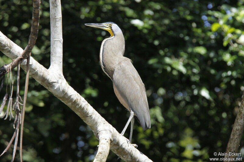 Bare-throated Tiger Heron