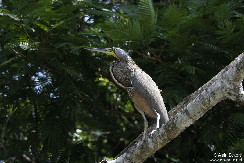 Bare-throated Tiger Heron