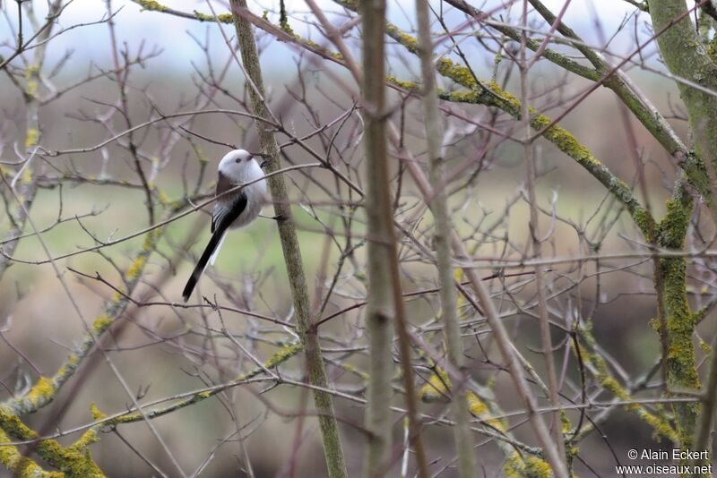 Long-tailed Tit