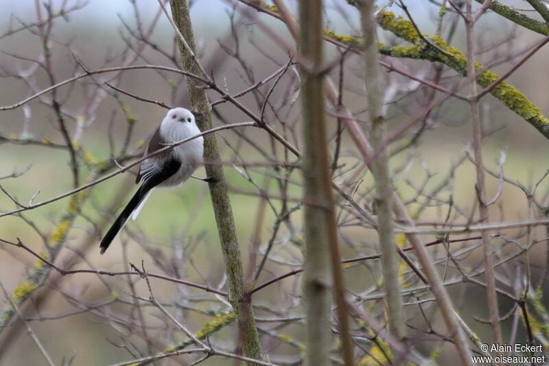 Long-tailed Tit