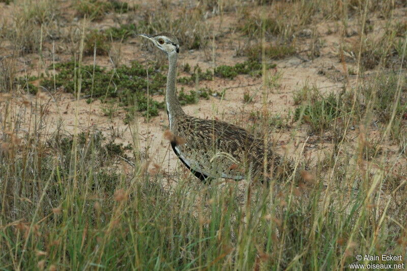 Black-bellied Bustard