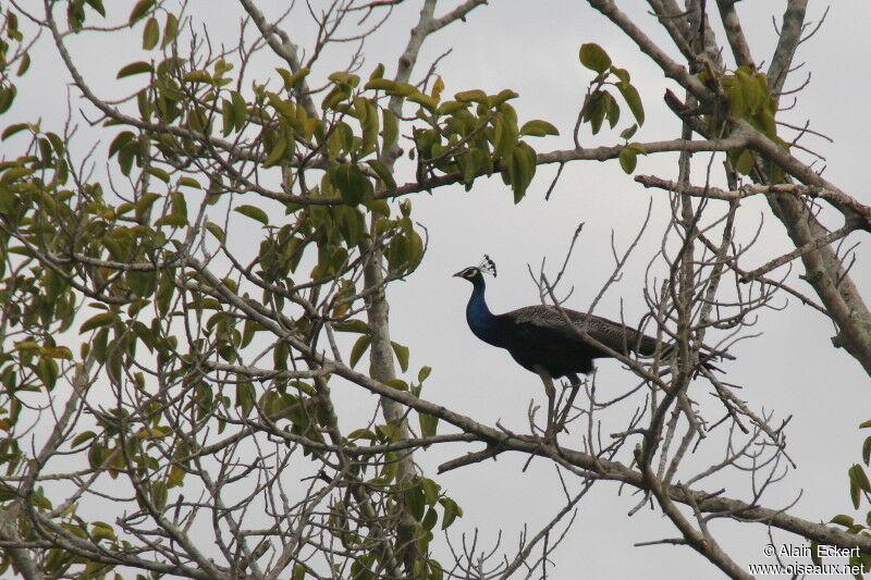 Indian Peafowl