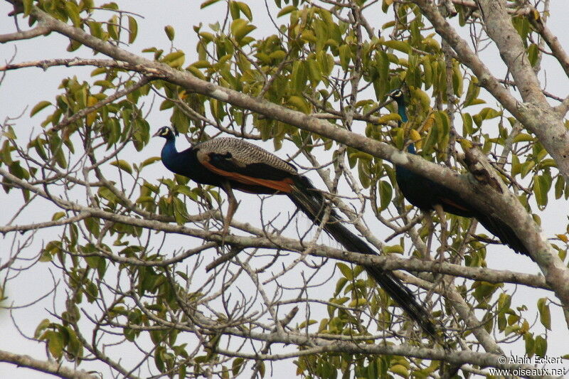 Indian Peafowl