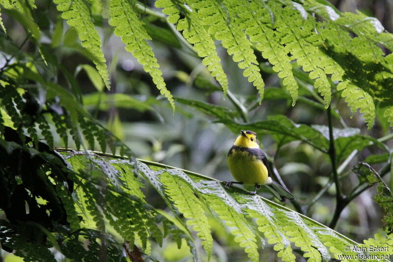 Paruline ceinturée