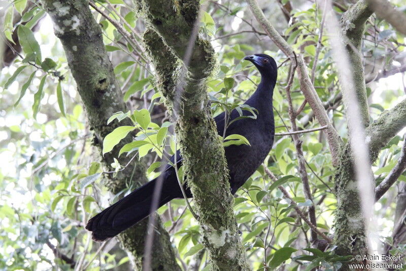 Black Guan