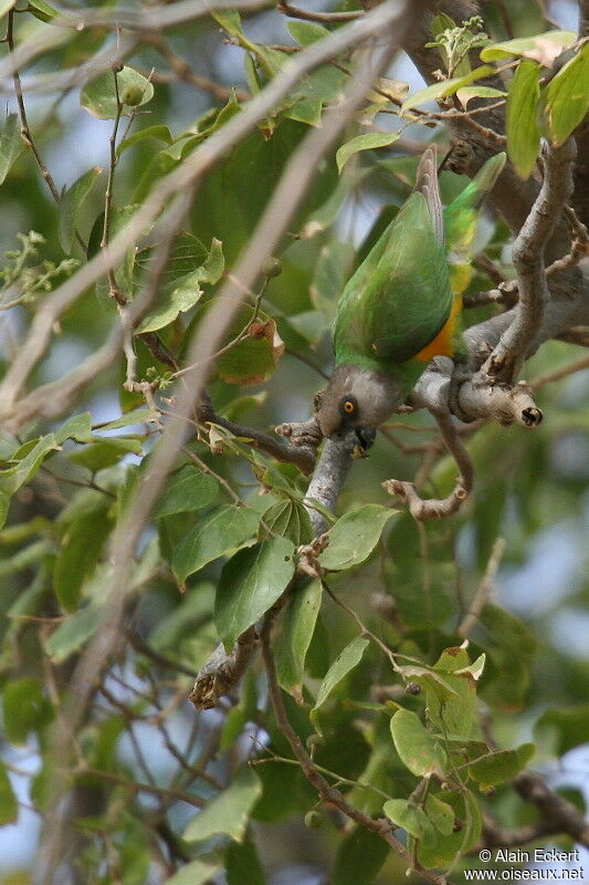 Senegal Parrot