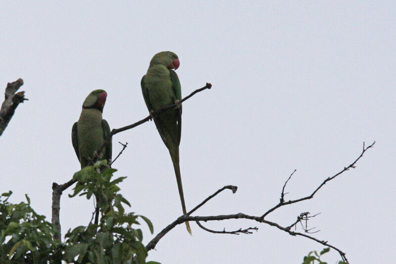 Rose-ringed Parakeet