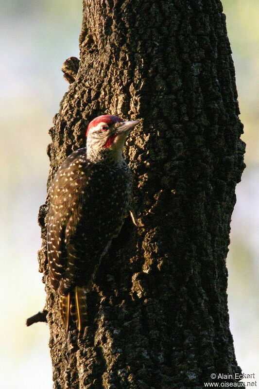 Nubian Woodpecker