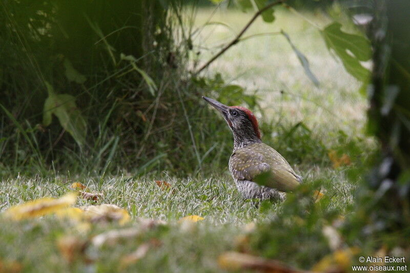 European Green Woodpecker