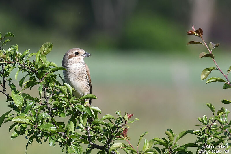 Red-backed Shrike