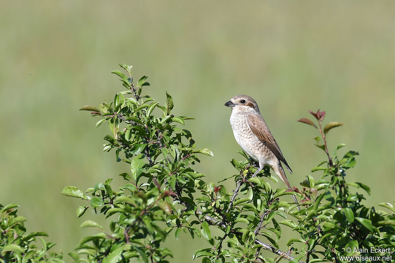 Red-backed Shrike