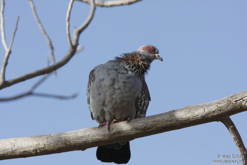 Pigeon roussard