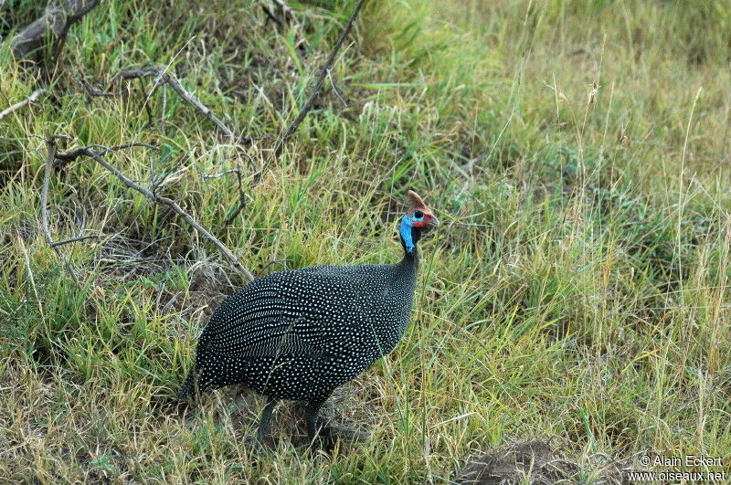 Helmeted Guineafowl