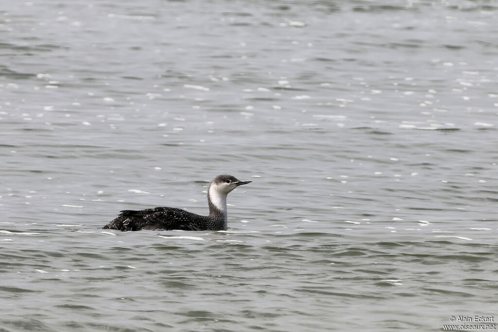 Red-throated Loon