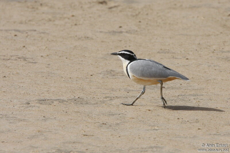 Egyptian Plover