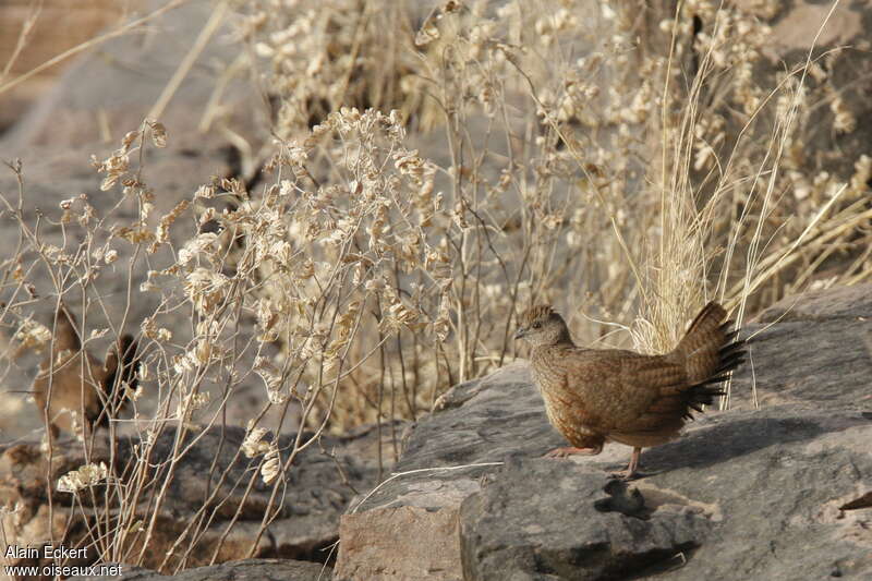 Stone Partridge