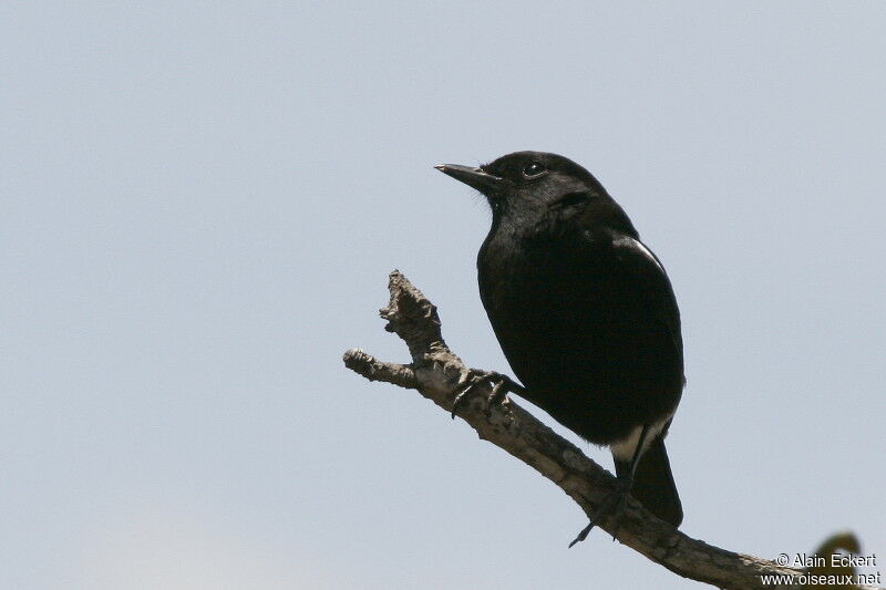 Indian Robin