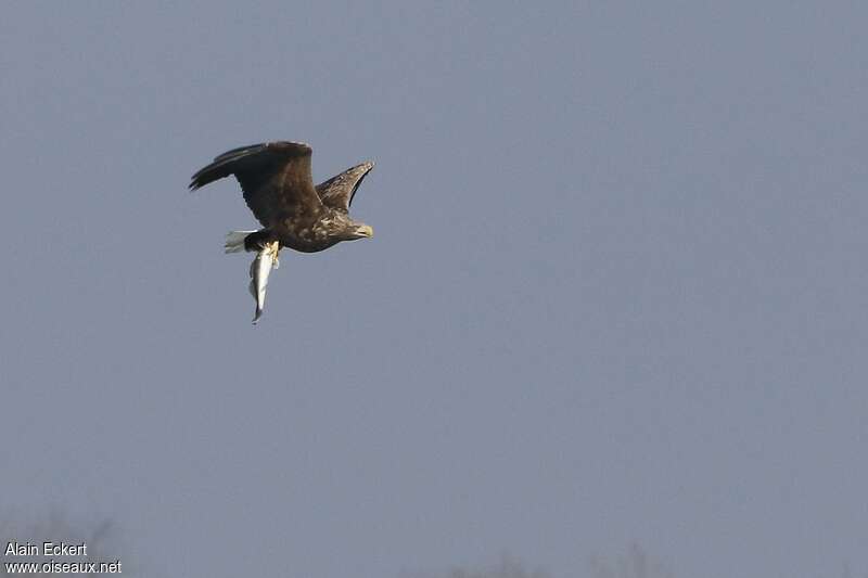 White-tailed Eagleadult, feeding habits