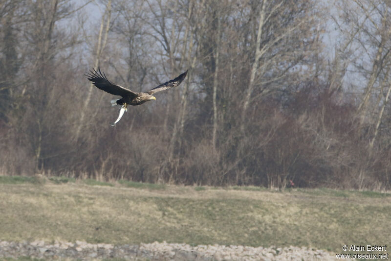 White-tailed Eagle