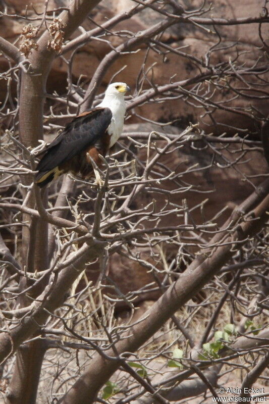 African Fish Eagle