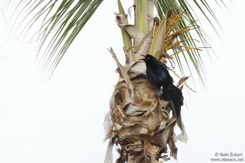 Great-tailed Grackle