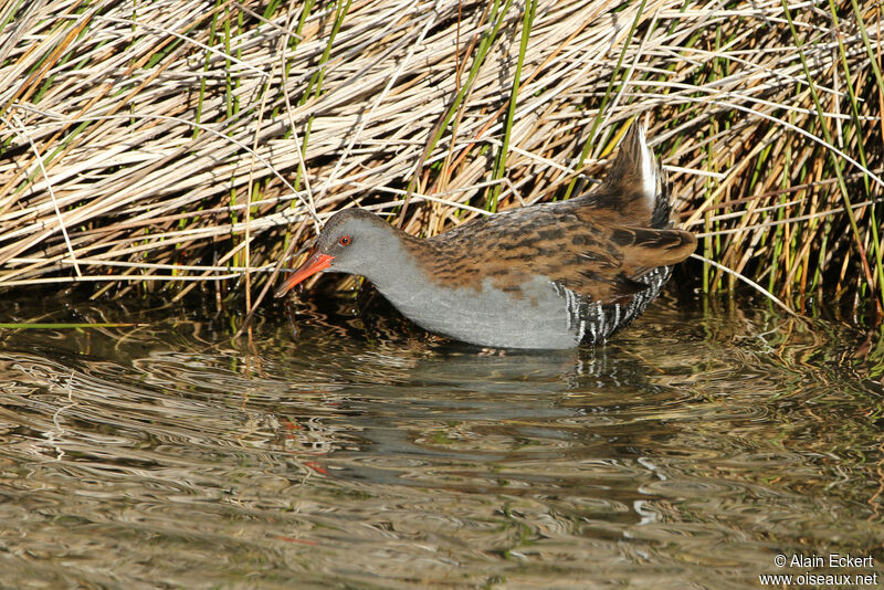 Water Rail