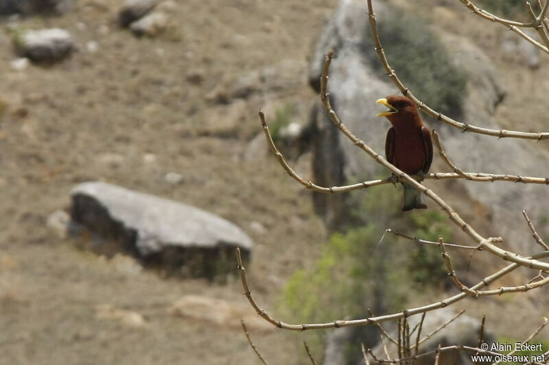 Broad-billed Roller