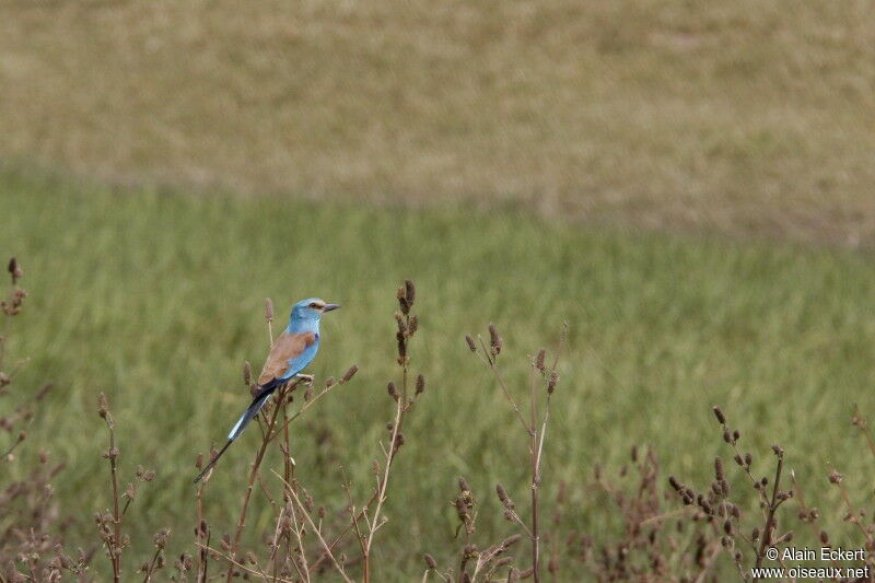 Abyssinian Roller