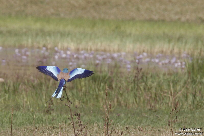 Abyssinian Roller