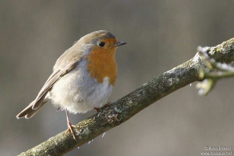 European Robin