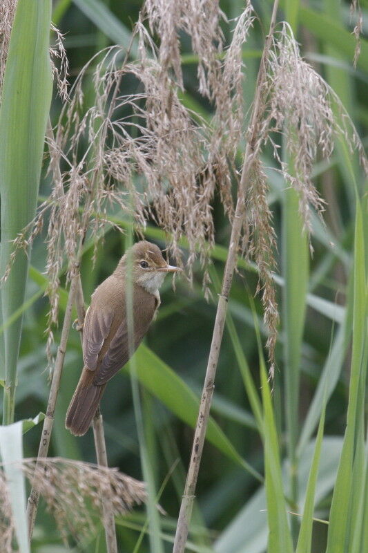 Common Reed Warbler