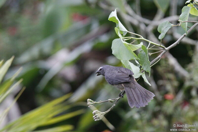 Cinnamon-bellied Saltator