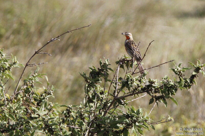 Rosy-throated Longclaw, identification