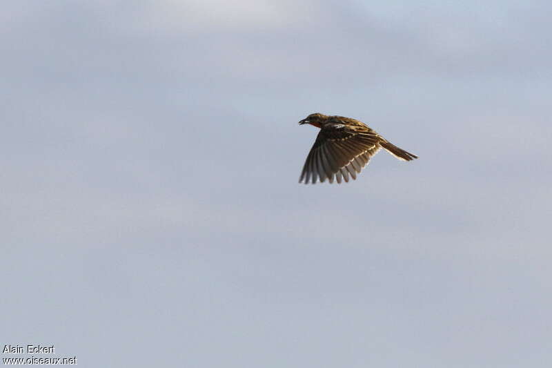 Rosy-throated Longclaw, Flight