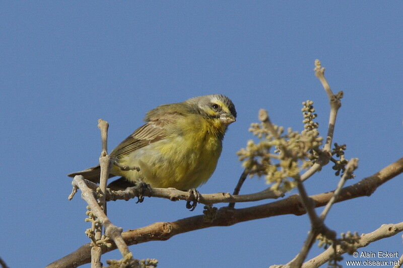 Yellow-fronted Canary