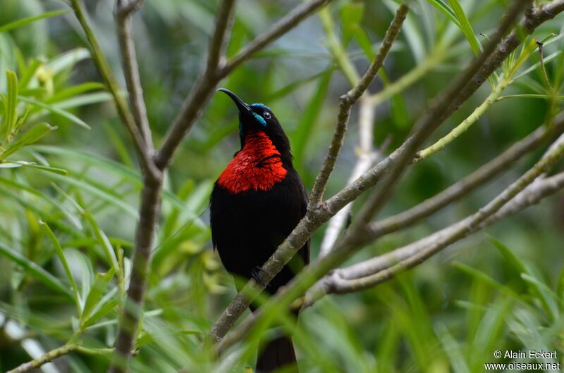 Scarlet-chested Sunbird