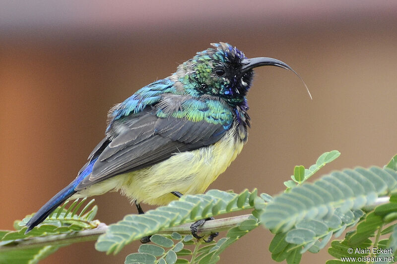 Variable Sunbird