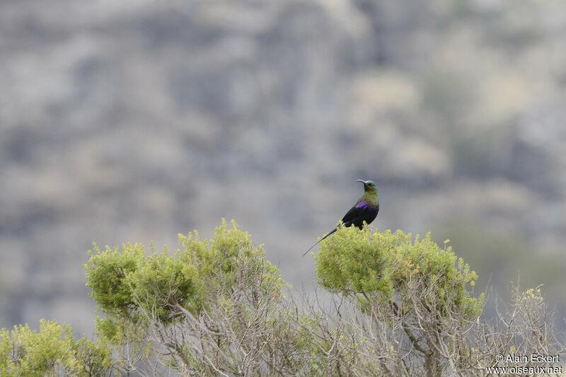 Tacazze Sunbird