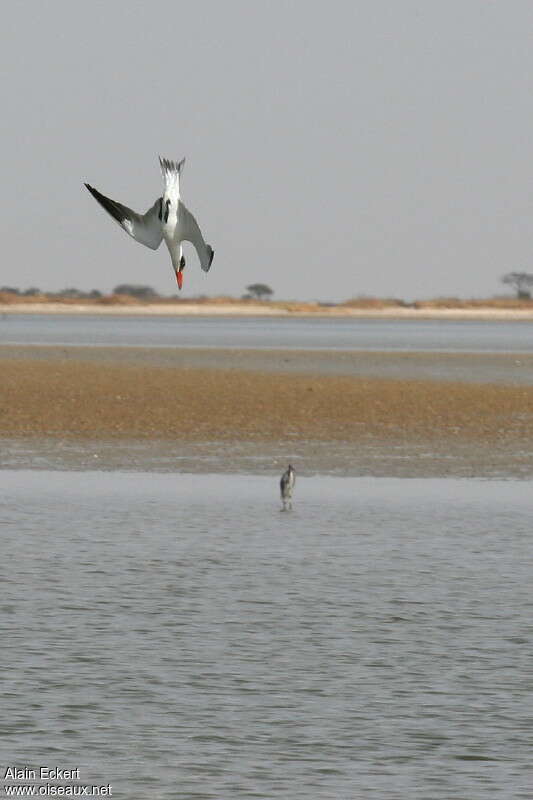 Sterne caspienneadulte internuptial, pêche/chasse